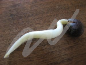 germination of okra seed