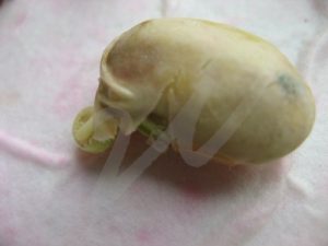 germination of green soybean seed