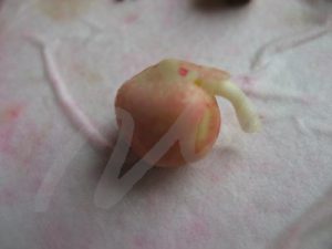 germination of pea seed