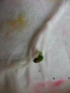 germination of perilla seed