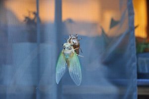 Beautiful cicada just after emergence
